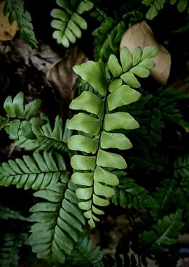 Close-up of a vibrant green fern frond