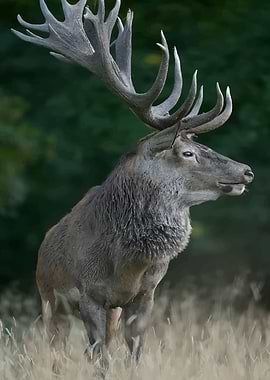 Majestic Stag with Large Antlers