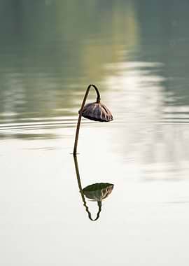 Withered Lotus Seed Pod Reflection