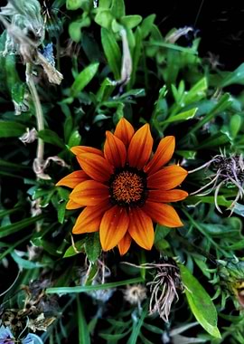 Vibrant Orange Gazania Flower