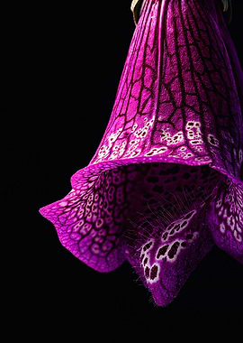 Macro purple foxglove flower photography