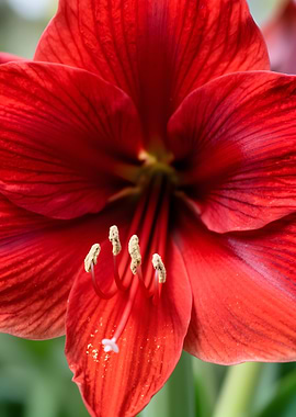 Close-up of a Red Amaryllis Flower