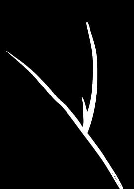 Abstract White Branch on Black