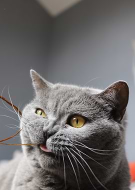 British Shorthair Cat Playing with Twig
