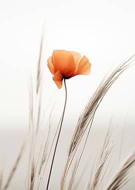 Orange Poppy in Wheat Field
