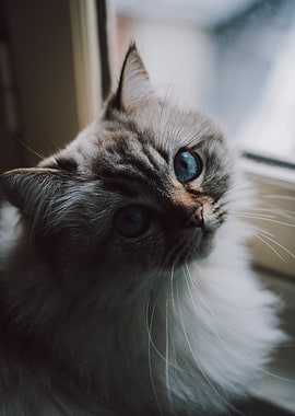 Close-up of a fluffy cat with blue eyes