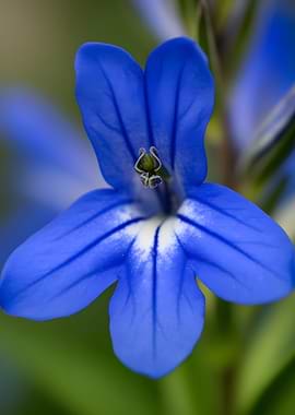 Close-up of a vibrant blue flower