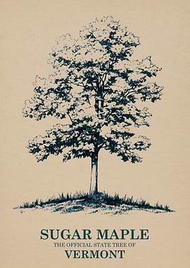Sugar Maple State Tree of Vermont