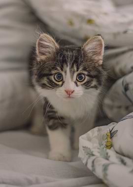 Cute Kitten on Bedding