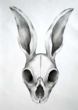 Pencil Sketch of a Rabbit Skull