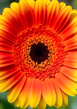 Close-up of a Gerbera Daisy