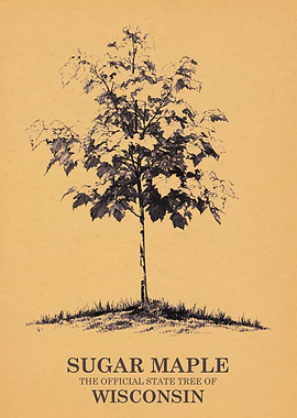 Sugar Maple Official State Tree of Wisconsin