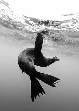 Seal Diving Underwater