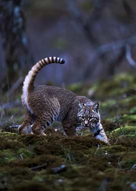 Bobcat stalking through mossy forest floor