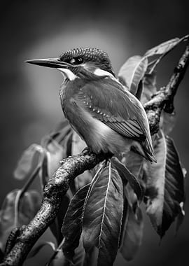 Kingfisher Perched on a Branch