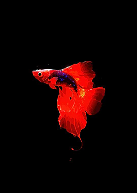 Vibrant Red Betta Fish
