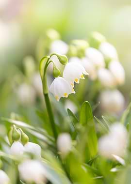 Delicate White Spring Flowers