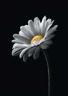 Single Daisy on Black Background