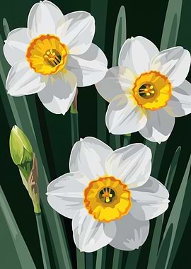 White Daffodils with Yellow Centers