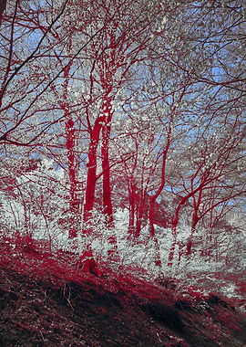 Surreal Forest with Red Trees
