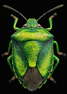 Green Stink Bug Macro Photography