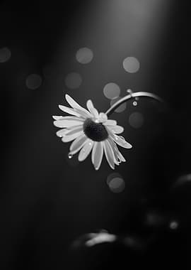 Black and White Daisy with Water Droplets