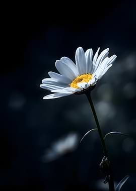 Single Daisy in Dramatic Light