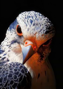 Close-up of a Falcon's Face