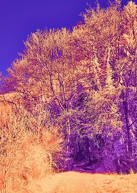 Path through a surreal forest