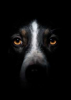 Intense Dog Portrait