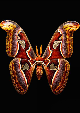 Giant Atlas Moth Macro Photography
