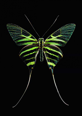 Green Striped Moth Macro Photography