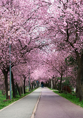 Tunnel of Pink Cherry Blossoms