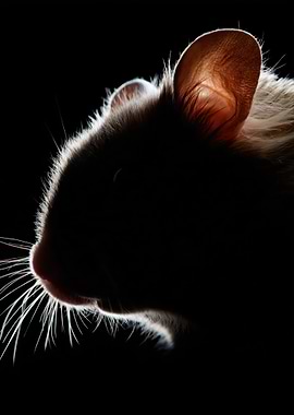 Close-up of a Hamster's Profile