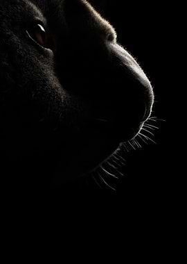 Close-up of a Koala's Face in Shadow