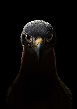 Close-up Portrait of a Hawk