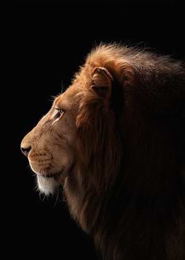 Lion Profile Portrait