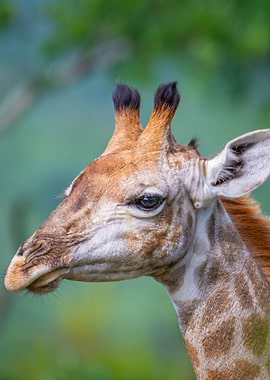 Close-up of a Giraffe's Head