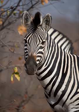 Close-up of a Zebra's Face
