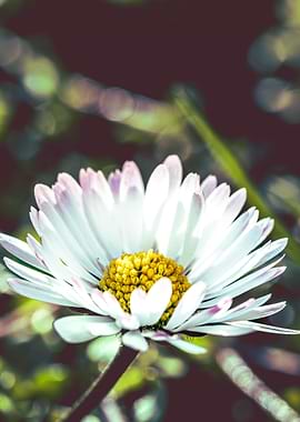 Close-up of a Daisy Flower