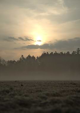 Misty Sunrise Over Forest and Field
