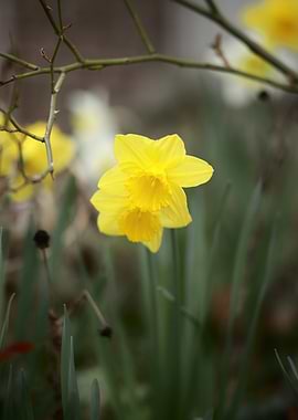Yellow Daffodil Flower in Bloom