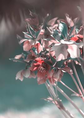 Close-up of Pink and Teal Hellebore Flowers