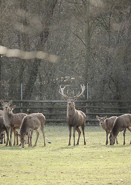 Herd of Deer in a Grassy Field