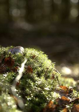Mossy forest floor with fallen leaves