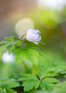 Delicate white anemone flower in sunlight