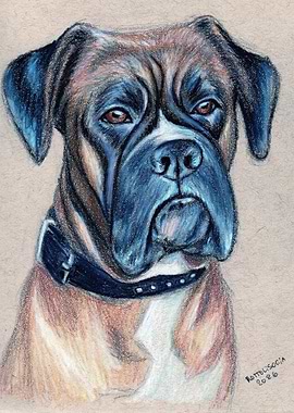 Boxer Dog Portrait