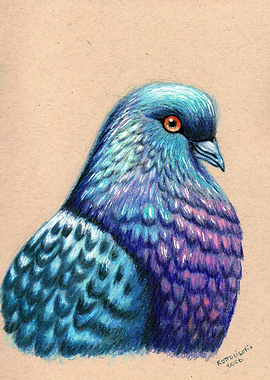 Pigeon Portrait