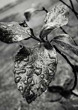 Raindrops on Autumn Leaves