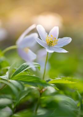 Delicate white wood anemone flower